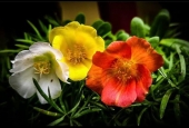 IIP Online Student Photography